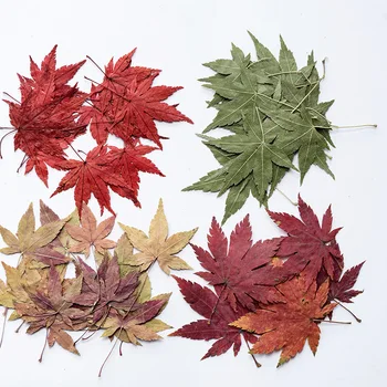 Préselt, Szárított Levél Maple Leaf Leaf Matrica Növényi Minta Nyaklánc Kézműves Ékszer Készítés, Dombornyomás Telefon Esetében DIY 12db/csomag